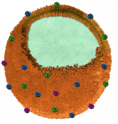 The polymer core (white) is coated with segments of red blood cell membranes (orange)