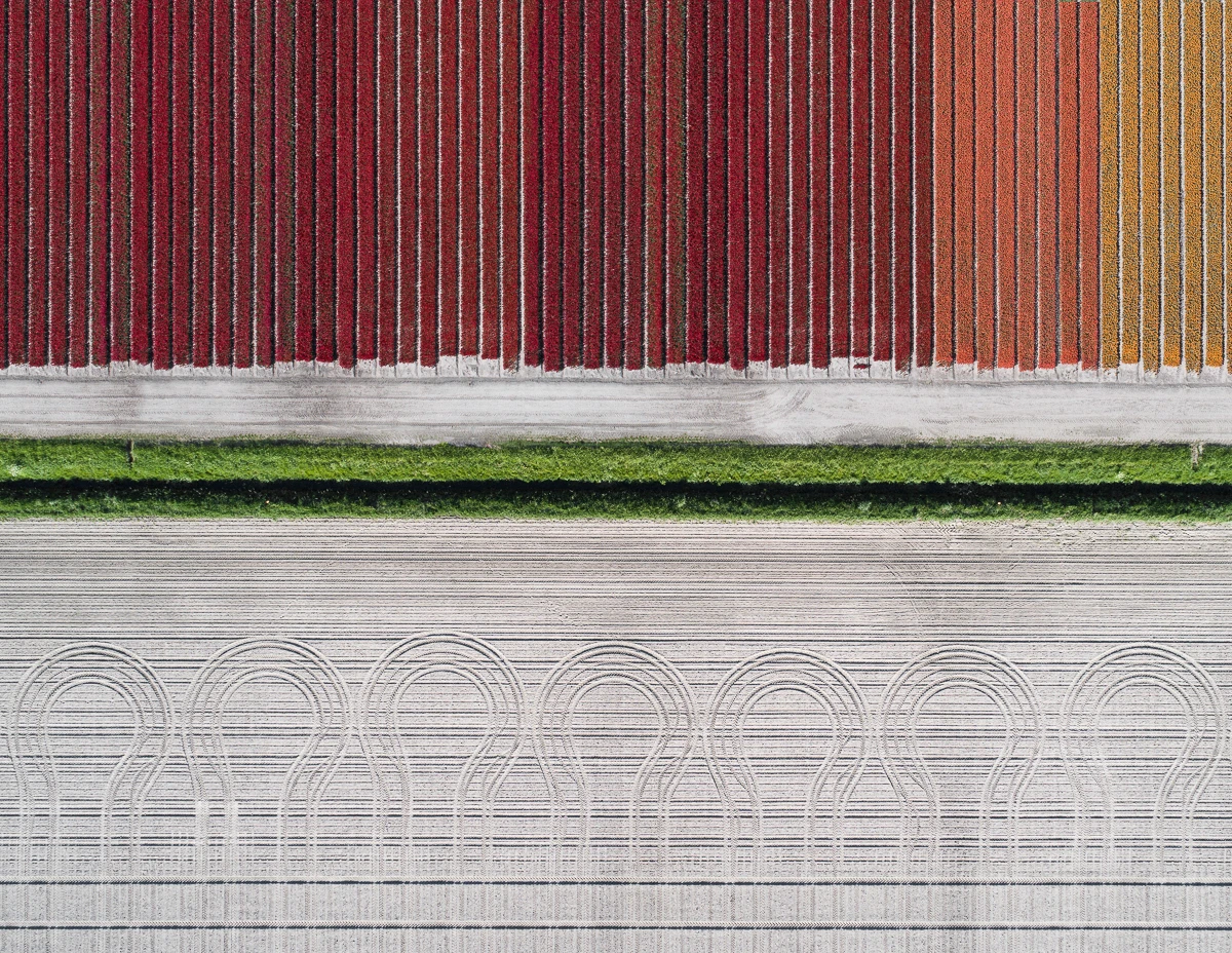 The Tulip Series: Every year Dutch farmers grow two billion tulips. They all bloom for a few weeks in April and May and nearly 1,000 different colors and cultivars are bred