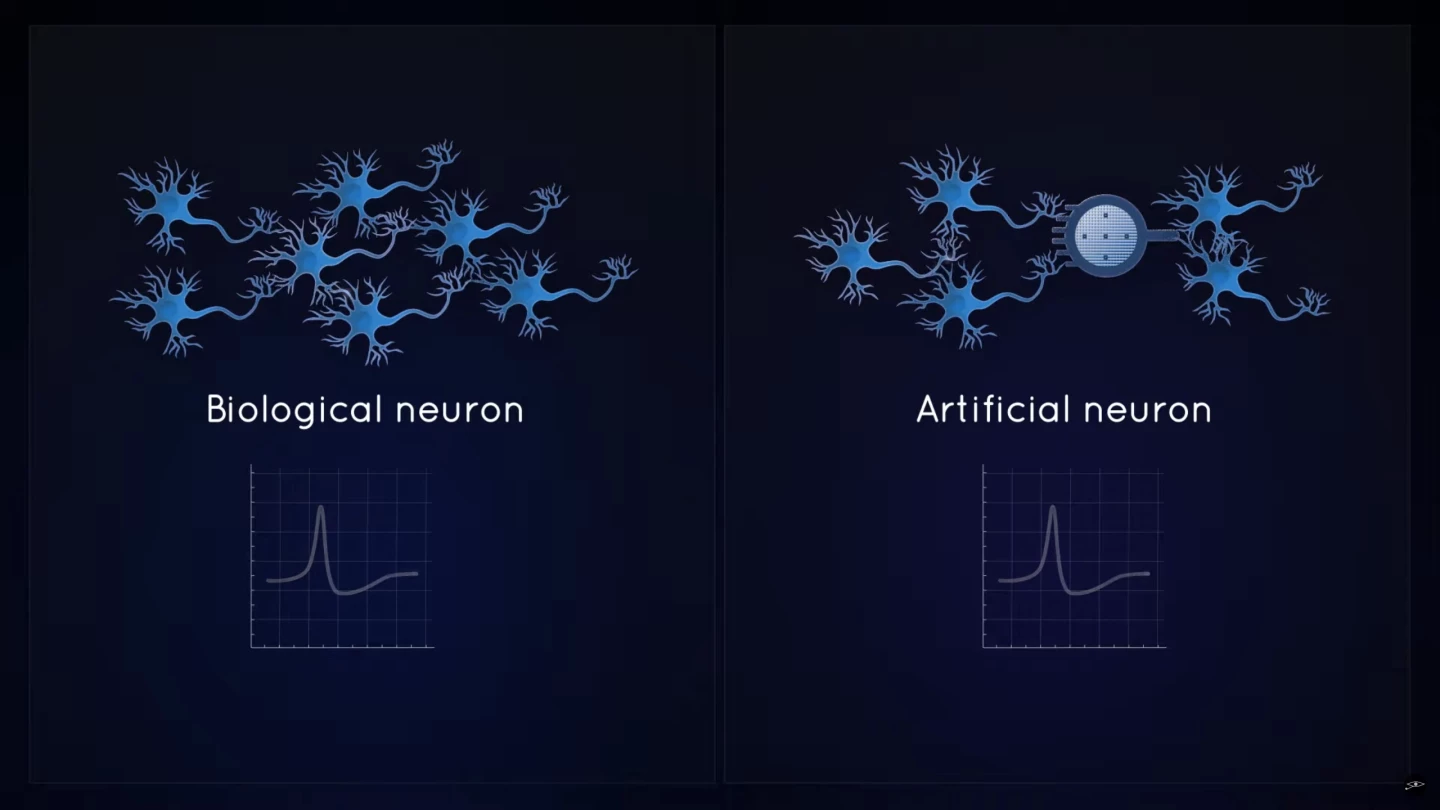 These artificial neurons can be slotted into the nervous system where required. They can read signals from biological neurons, and take inputs from external systems, and then send electrical signals back into the nervous system