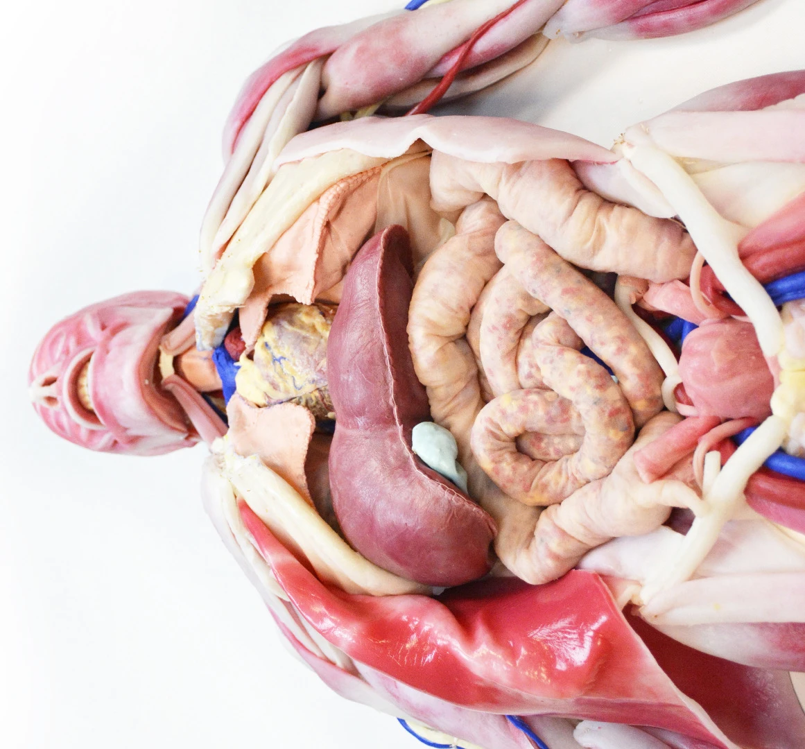 Unlike a cadaver, the SynDaver Patient's tissues resemble and function like those of a living person