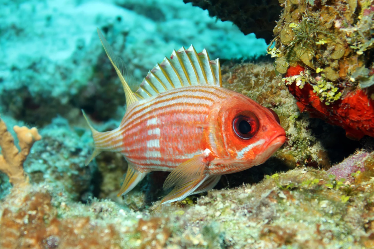 The longspine squirrelfish is just one of many fishes that has something to say