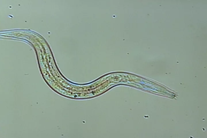 Scientists have managed to revive worms (similar to the one pictured) that were frozen in the Siberian permafrost for up to 42,000 years