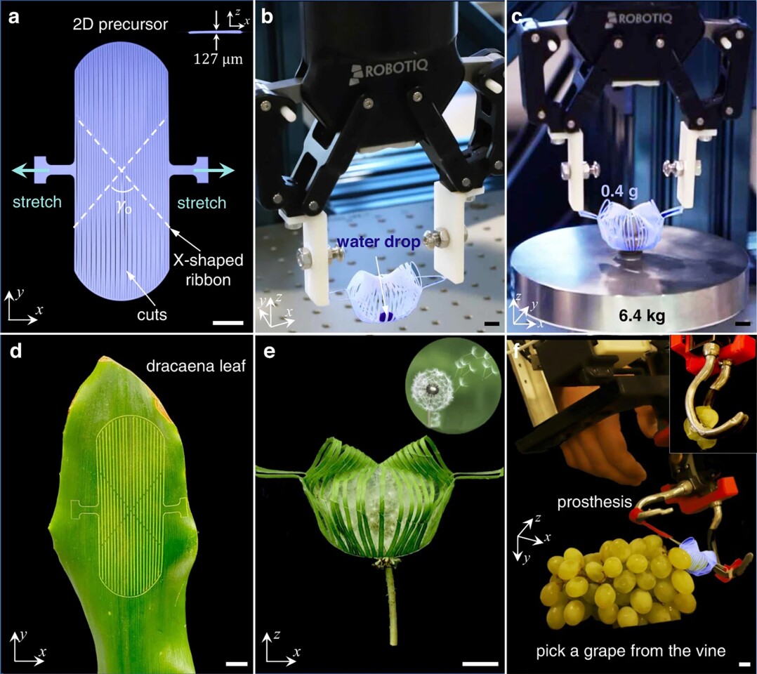 The kirigami gripper can grasp a water droplet and 6.4 kg/14.1 lb of weight, be integrated into a prosthetic hand and be made out of plant materials