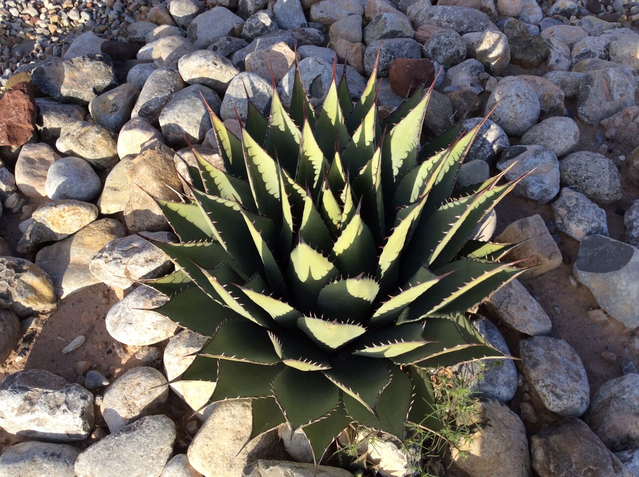 Sample outdoor shot with rear camera