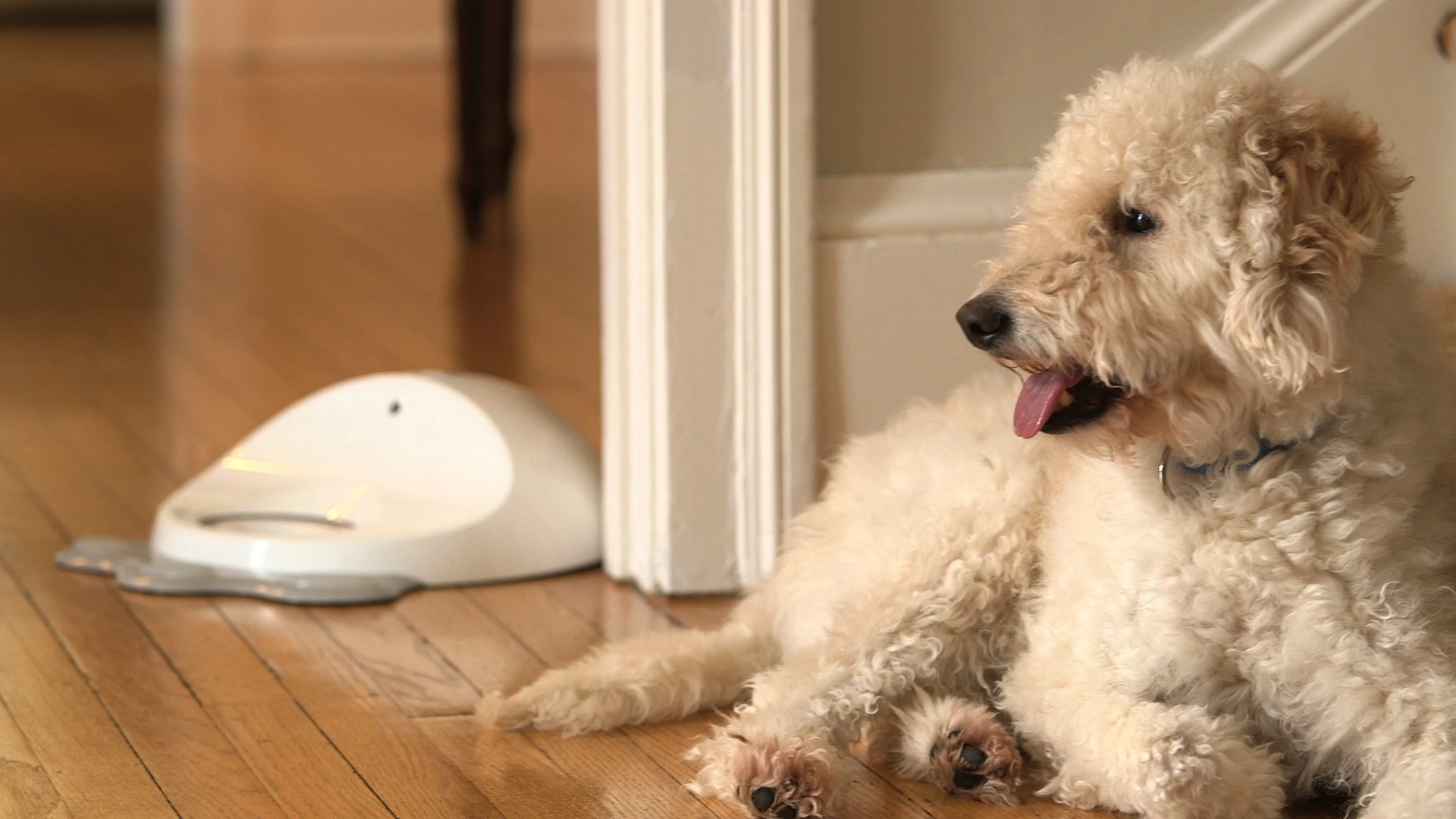 CleverPet is made of silicone to make it durable and pleasant for dogs to touch