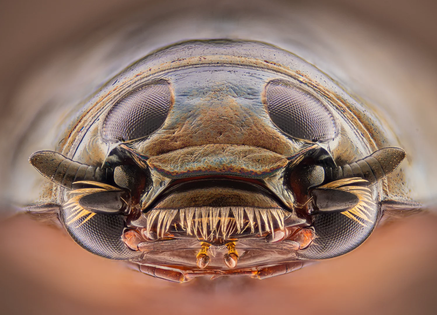 Image of Distinction. Whirligig beetle head (Gyrinus sp.)