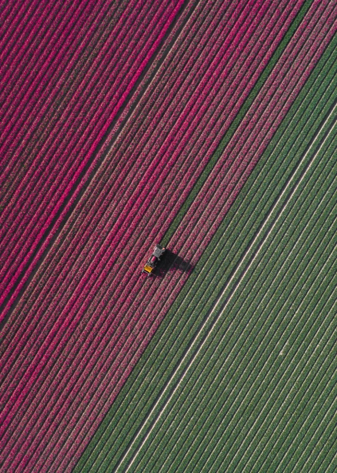 The Tulip Series: Every year Dutch farmers grow two billion tulips. They all bloom for a few weeks in April and May and nearly 1,000 different colors and cultivars are bred