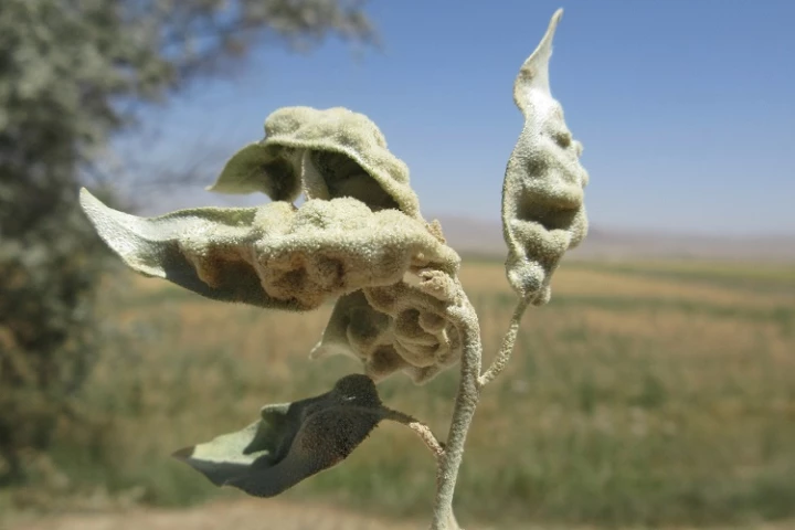 An invasive Russian olive, showing damage from an infestation of Aceria angustifoliae mites