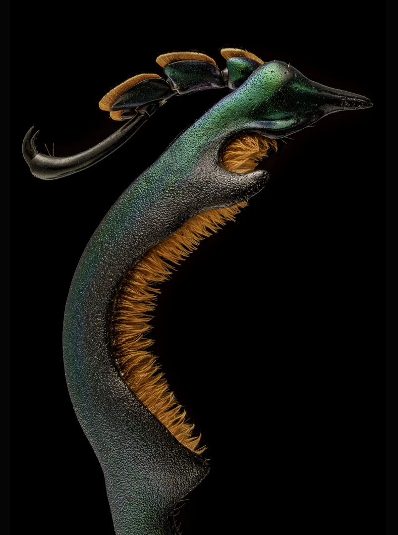 Honorable Mention. Hind leg of a male frog-legged beetle (Sagra buqueti). Image Stacking. 4X (Objective Lens Magnification)