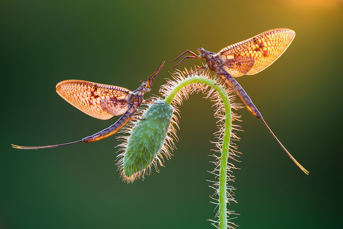 Winner: Mayflies