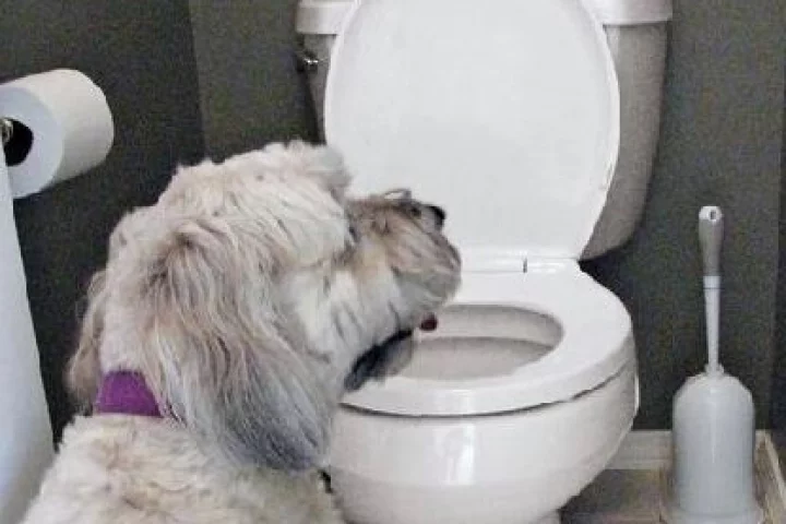 Drink No More will sound an alarm and flash a warning signal when your pet approaches the toilet