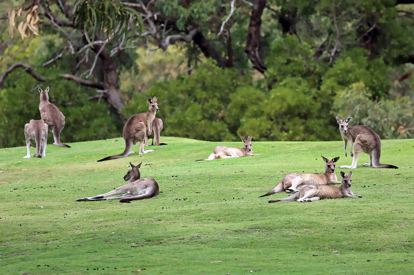 A mob of Eastern grey kangaroos lounging on a golf course