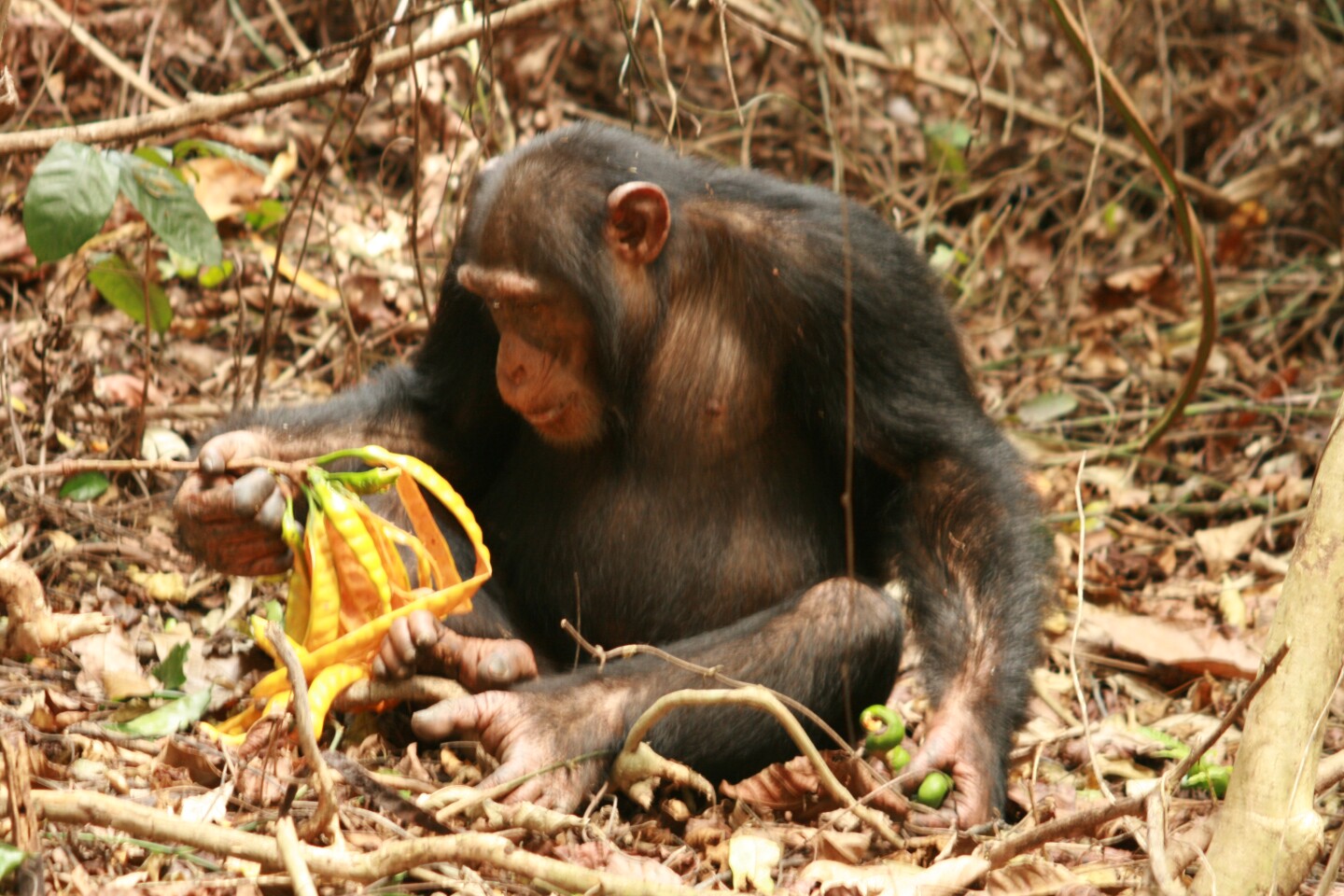 A chimpanzee tucks into ripe fruit on the forest floor