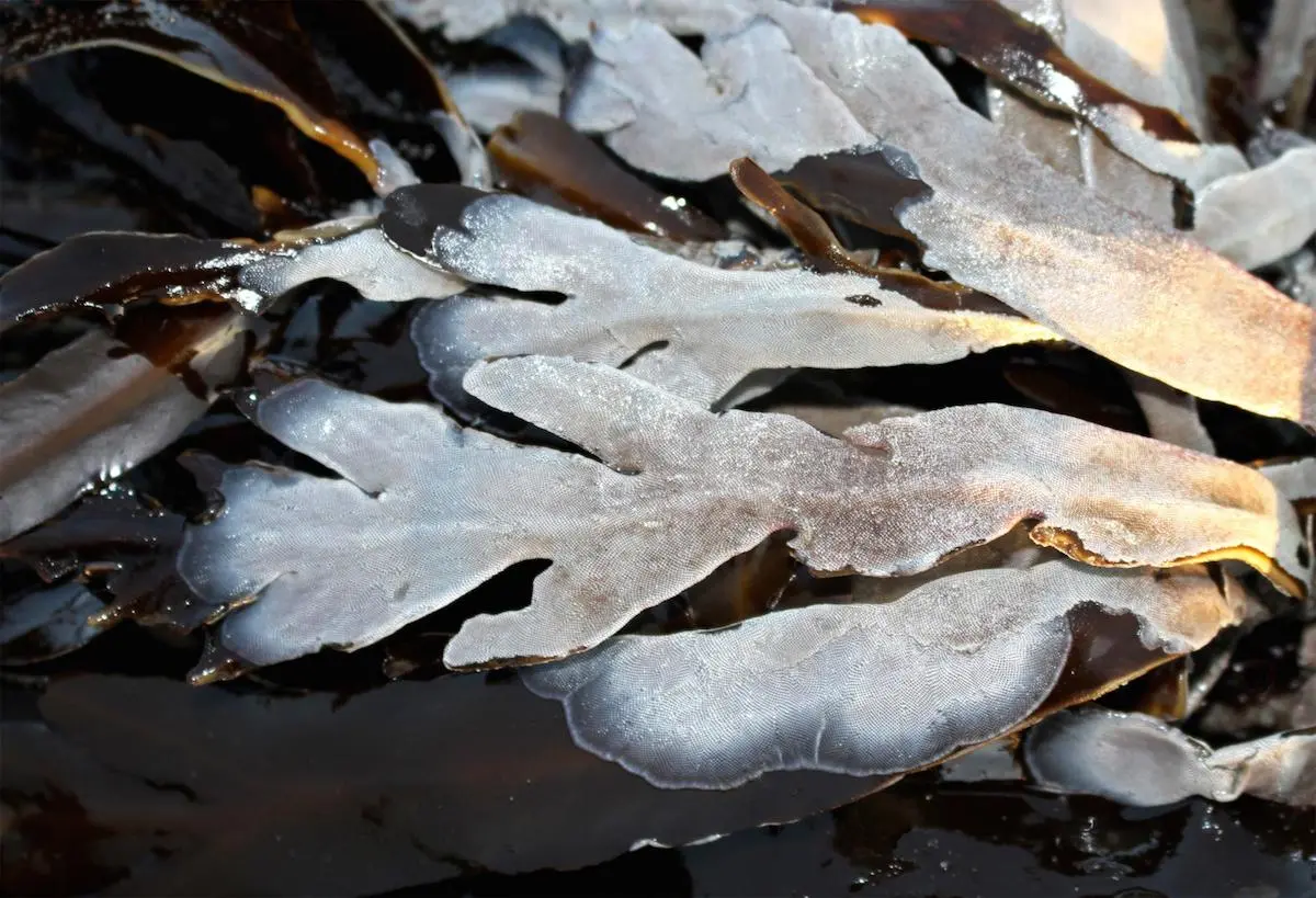 Bryozoans (seen here as the white "frosting") often grow on kelp