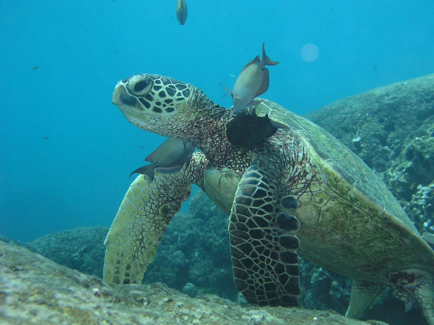 Green sea turtles are listed as threatened or endangered throughout their range