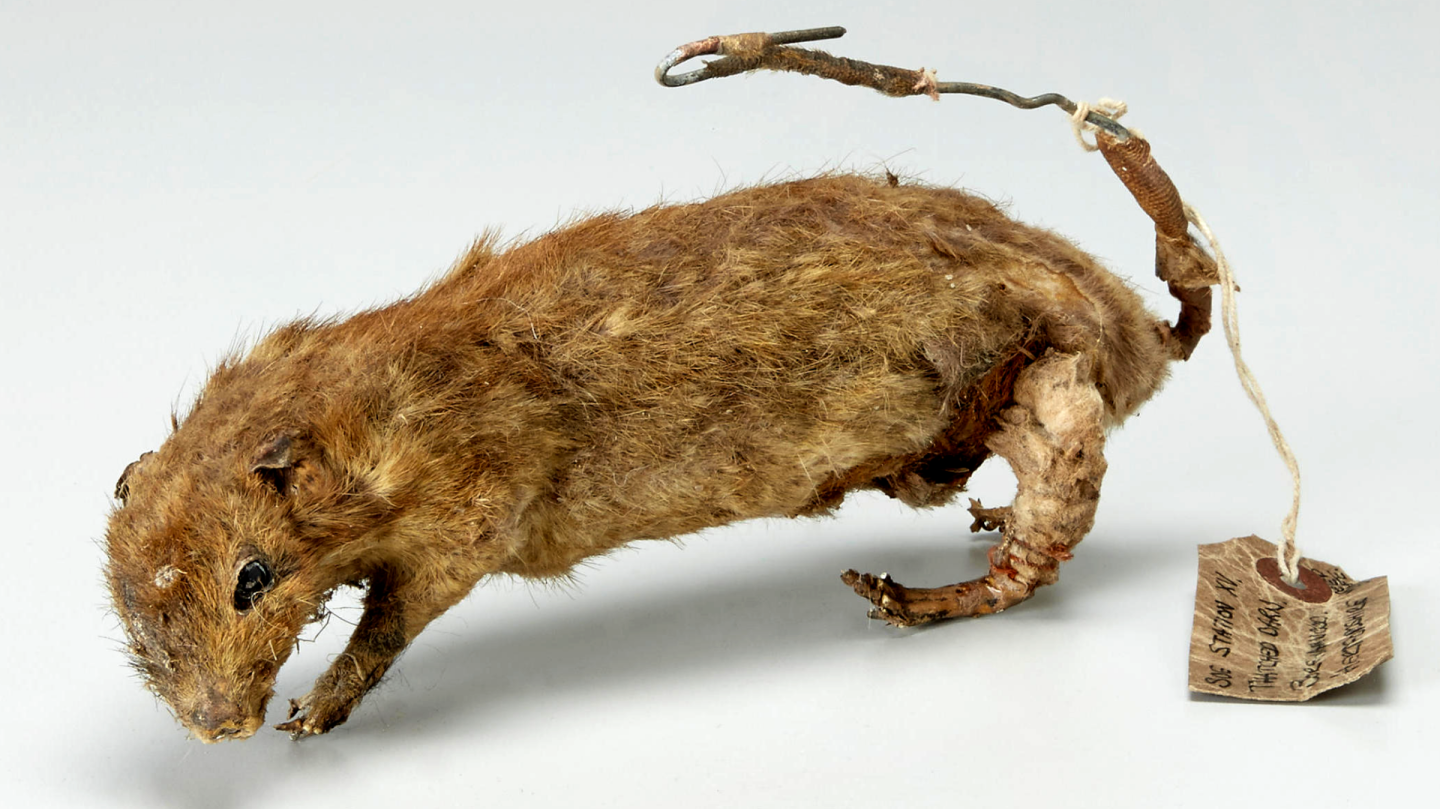 The British Special Operations Executive (SOE) was a top secret organisation specializing in espionage and sabotage, formed by British Prime Minister Winston Churchill during World War 2. It was known to the very few aware of its existence as "Churchill's Secret Army" or the "Ministry of Ungentlemanly Warfare." This explosive dummy rat was one of the organisation's lesser known initiatives, and is one of 100 units which were created from dead rats stuffed with explosives.