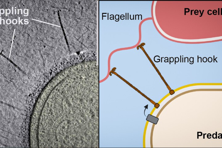 A new study has shown in detail how a bacterium attacks its prey like a pirate