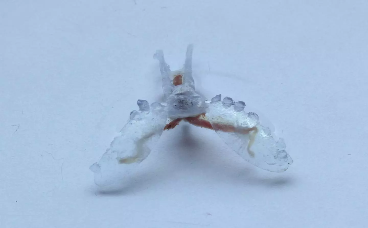 Researchers have created a biohybrid robot using sea slug muscles attached to a 3D-printed frame