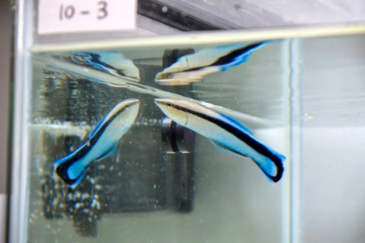 The bluestreak cleaner wrasse passed the mirror test and from memory alone can reliably size itself up for battle when faced with fish encroaching into its territory