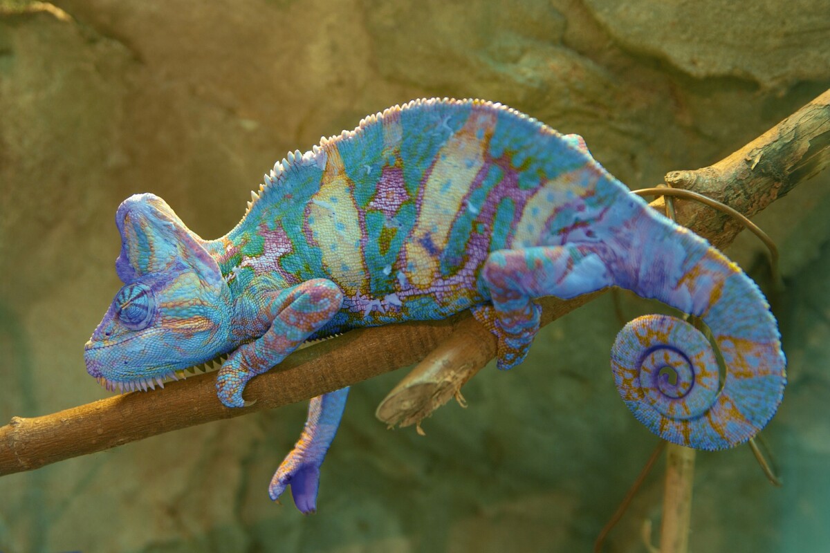 A chameleon, making full use of the nanocrystals in its skin