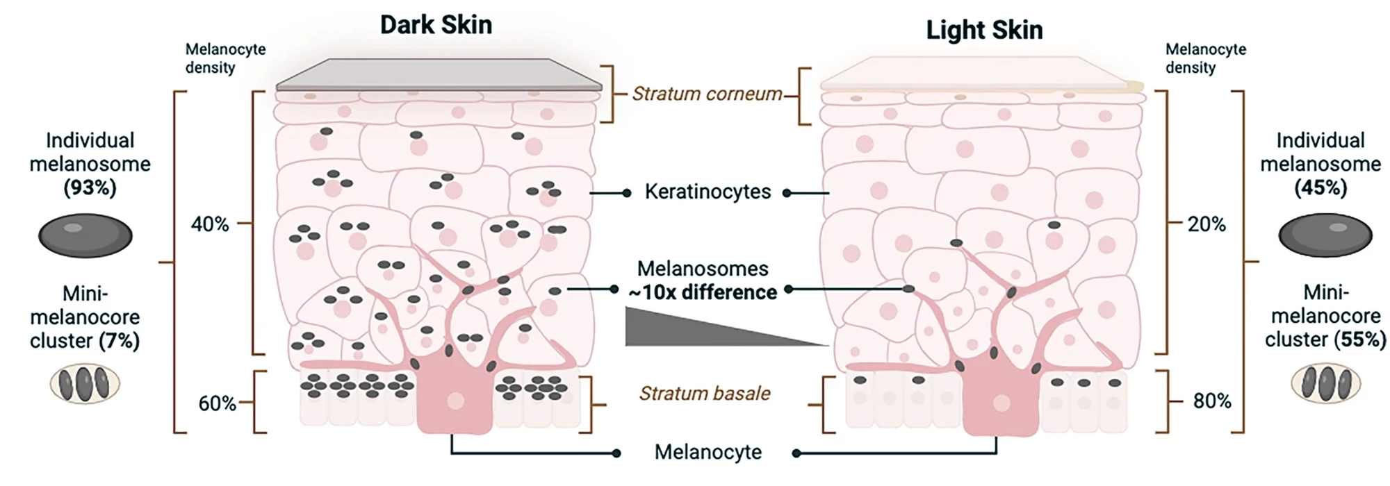 The differences in cellular makeup between dark and light skin