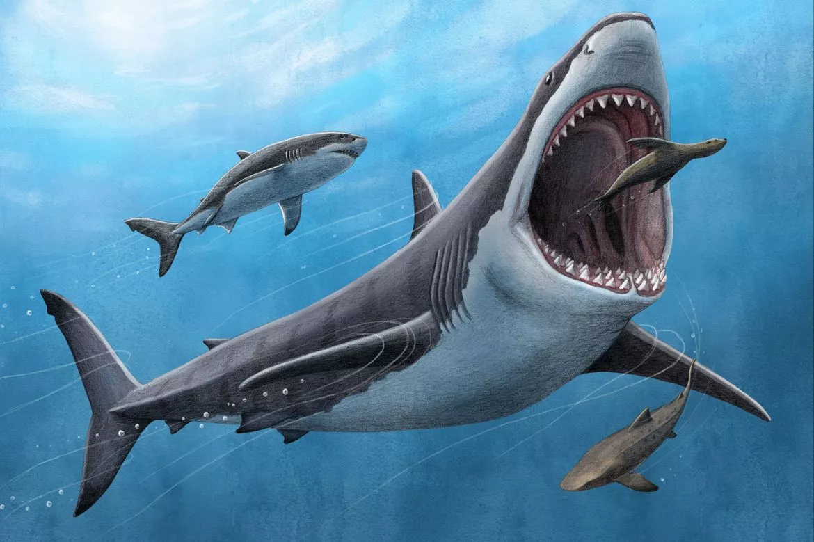 A new study has found that the megalodon was likely warm-blooded