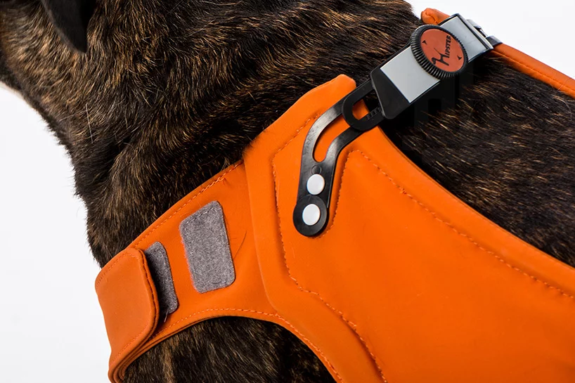 The Hipster rehabilitation brace provides support and important rear leg exercise for dogs with hip dysplasia