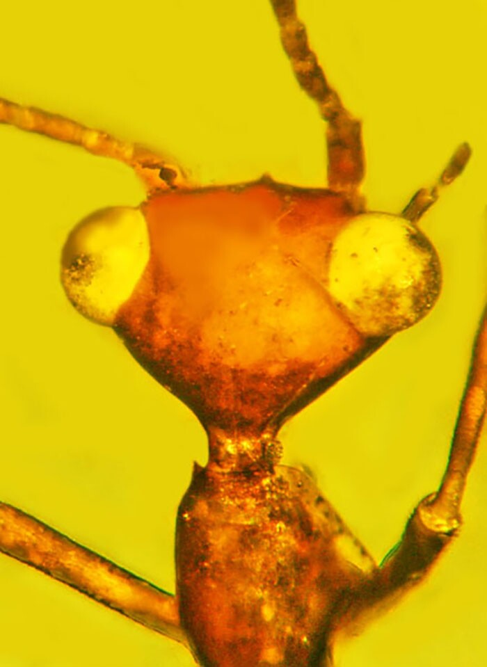 The species itself has been dubbed Aethiocarenus burmanicus, in a tip of the hat to the region previously known as Burma