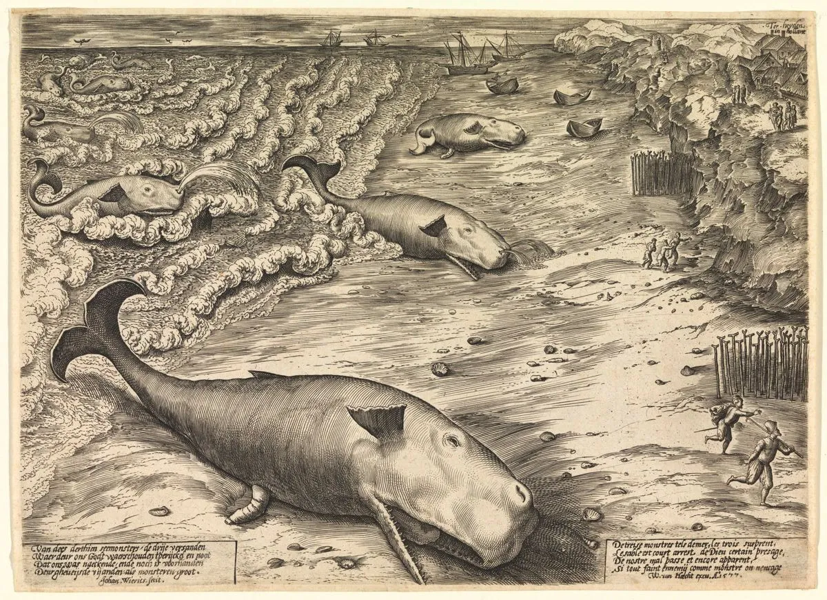 An etching from 1577 shows three beached Sperm Whales, highlighting the long history of whales beaching themselves