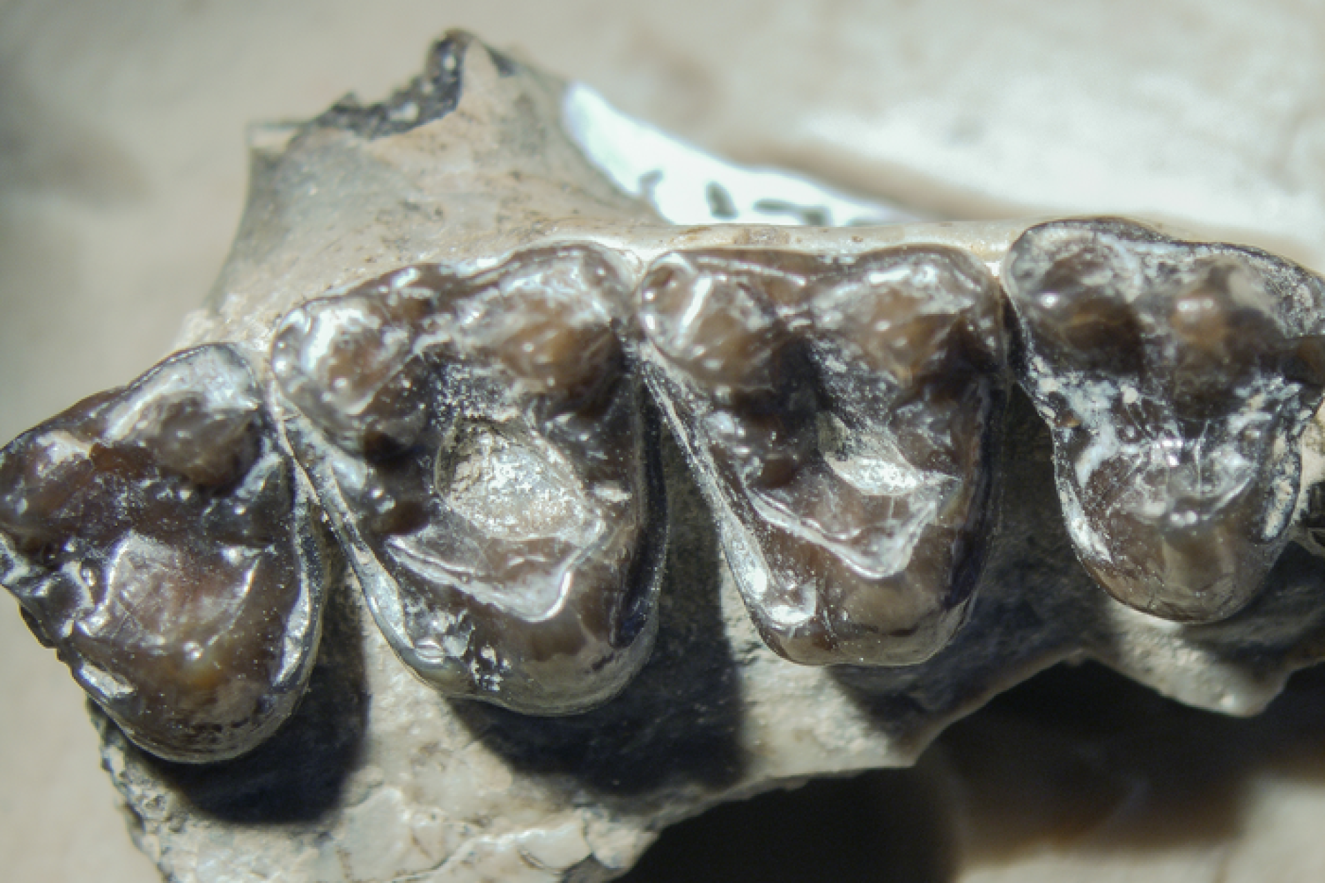 Oldest cavities ever found in a mammal betray a prehistoric sweet tooth