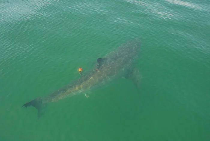 Ready for tracking, a tagged shark near the surface