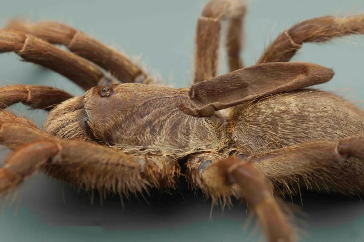 Although other types of baboon tarantulas also have horns on their back, the structures are much harder and shorter