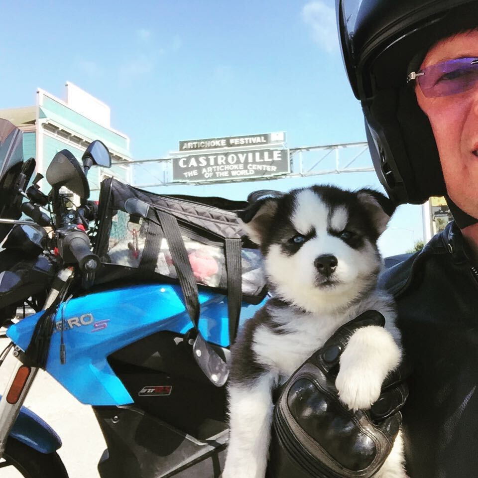 Charger as a pup
