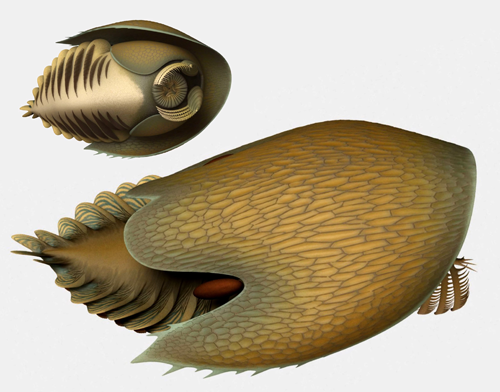 Utilizing spine-covered claws that looked like forward-facing rakes, Cambroraster falcatus likely sifted through sediment on the ocean floor, filtering out small organisms which were then passed up to its circular tooth-lined mouth