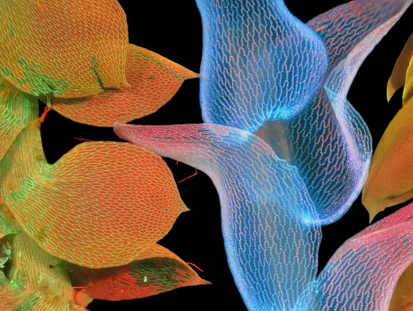 Honorable Mention: Mosses