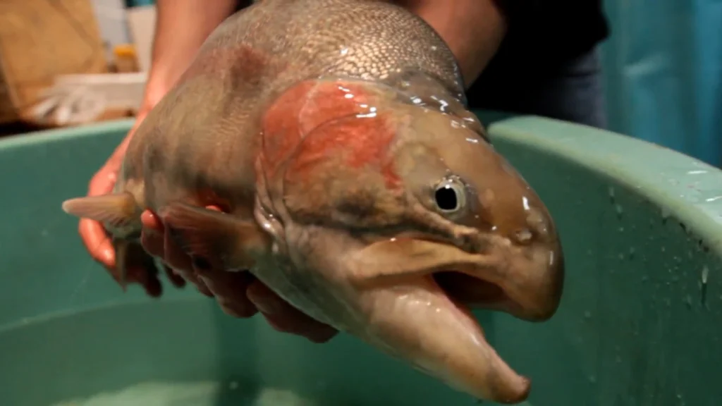 The transgenic trout