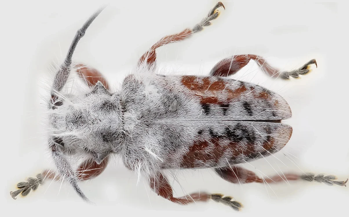 The one existing Excastra albopilosa specimen is now part of the Australian National Insect Collection