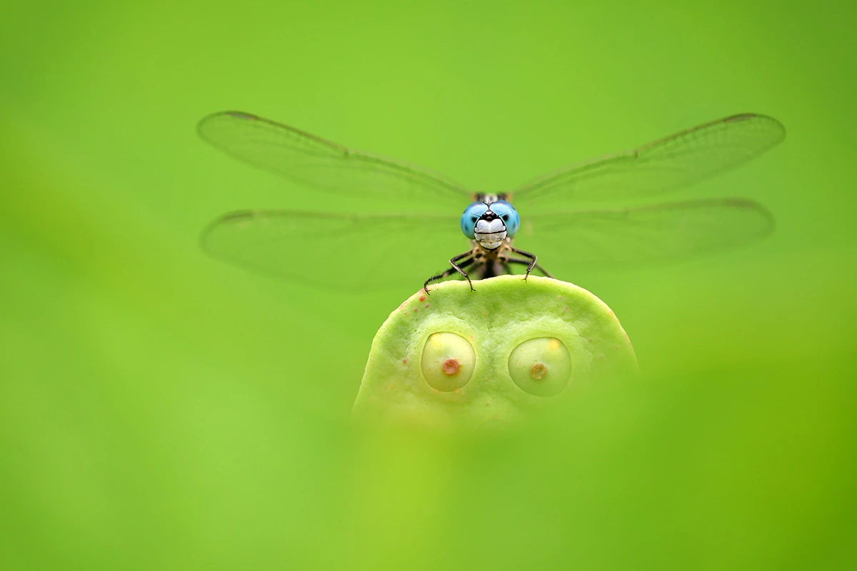 Finalist, Blue Eyes, Green Eyes. East Lake, Wuhan City, China. "A blue-eyed dragonfly rests on a small lotus head. The lotus leaf in front obscures the chaotic environment below. I took a low position and shot with a large aperture. Both the blue eyes of the dragonfly and the ‘eyes’ of the lotus are united in their gaze."