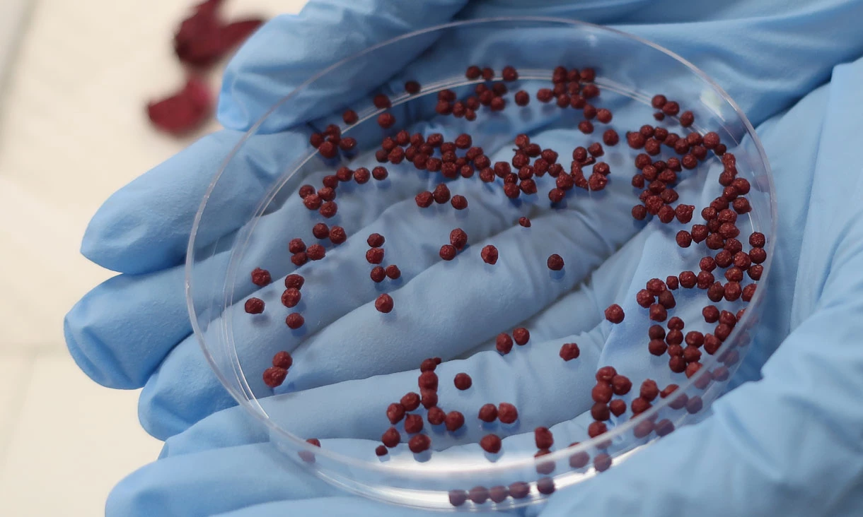 Encapsulated beads of the roselle phenolic extract