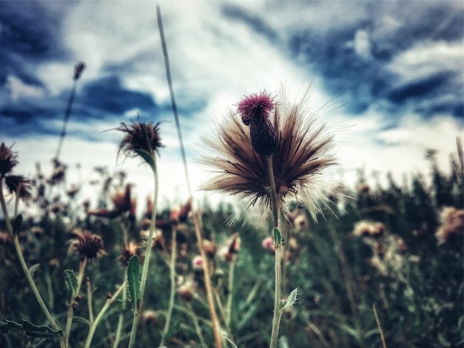 Honorable mention in the floral category of the 2018 iPhone Photography Awards