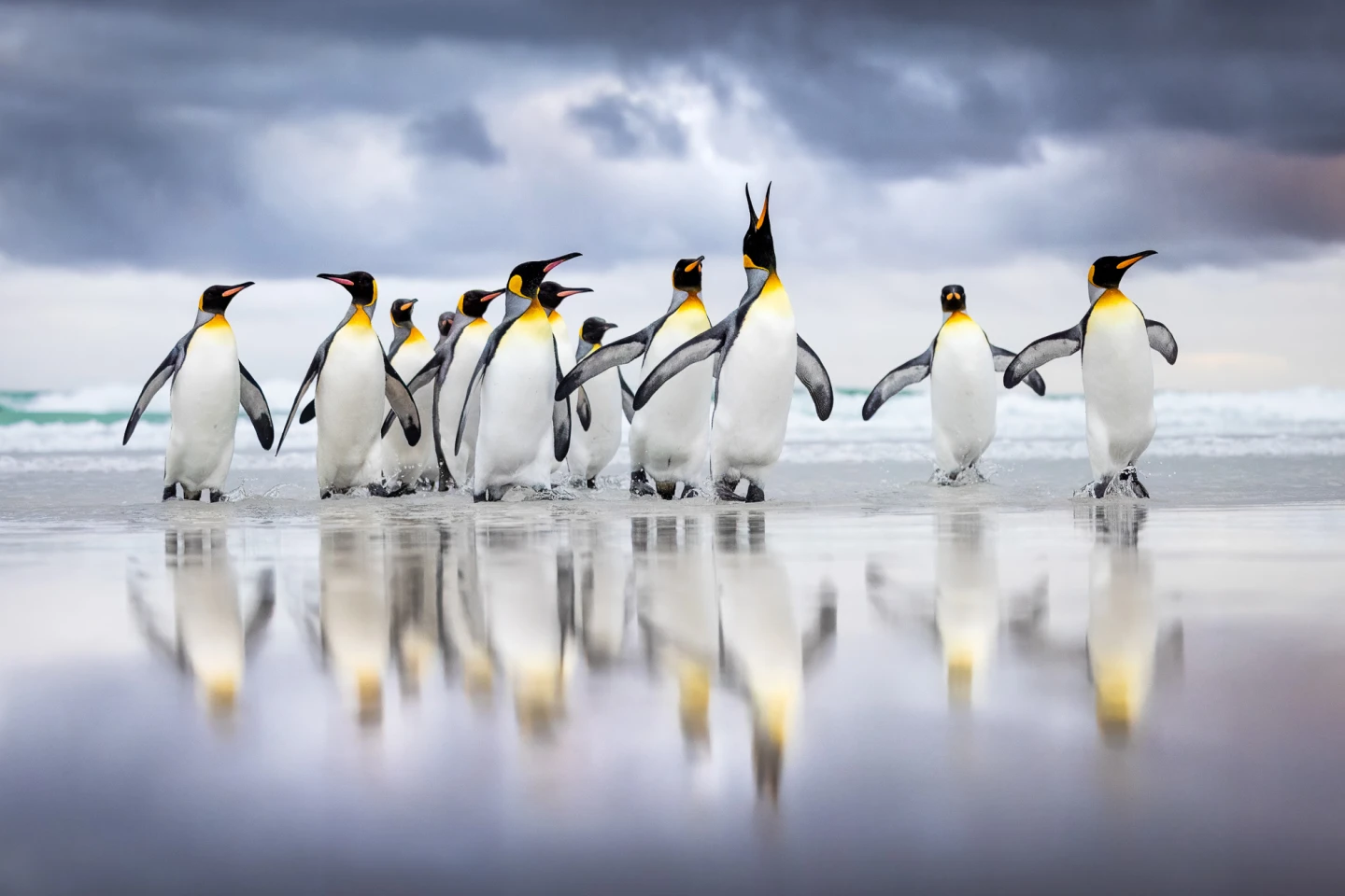 Birds in the Environment: Bronze Award King Penguin (Aptenodytes patagonicus) by Steffen Foerster (Germany)