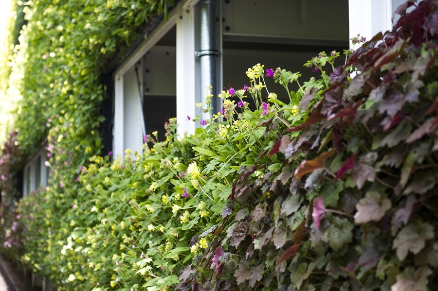 Different plants offer different benefits, such as to deter wasps and to provide nectar for bees