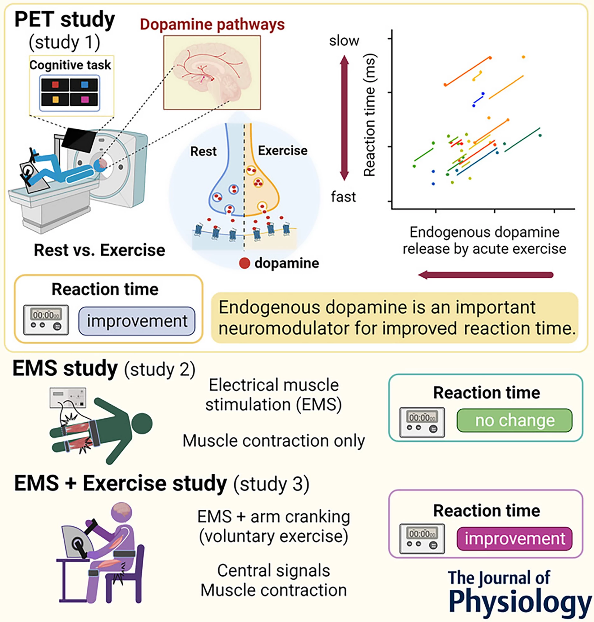 In three experiments, researchers tested how dopamine affects cognitive performance during acute exercise