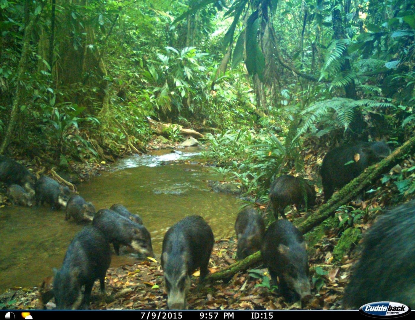 A thriving population of white-lipped peccaries was discovered in Honduras, which are struggling elsewhere on the continent thanks to deforestation
