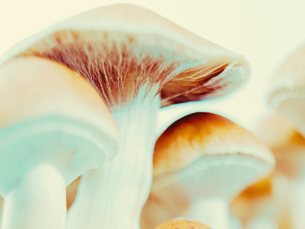 Alzheimer's symptoms reverse after US woman takes mushrooms. Here's what it tells us.