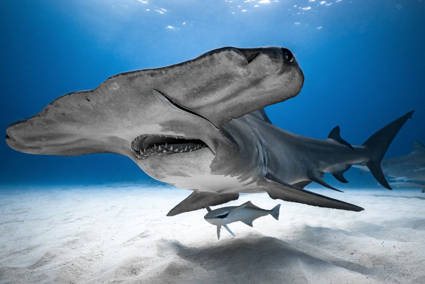 Highly commended, Category - Portrait. A Great Hammerhead in the Bahamas