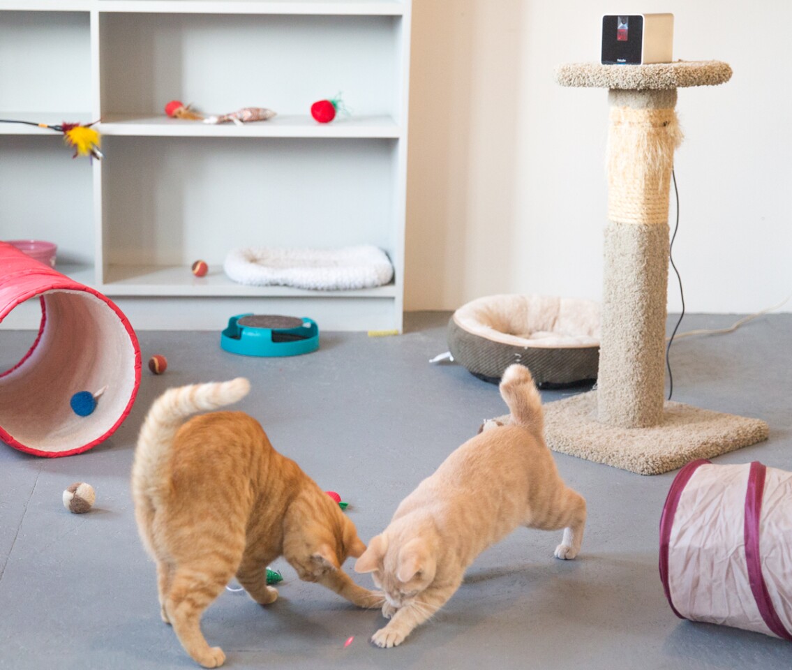 Cats chasing the laser pointer from the PetCube
