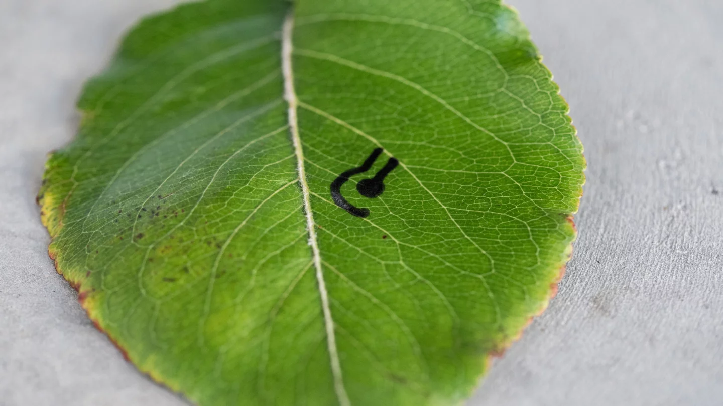 The inks have also been used to detect pollutants on leaves (Photo: UC San Diego)