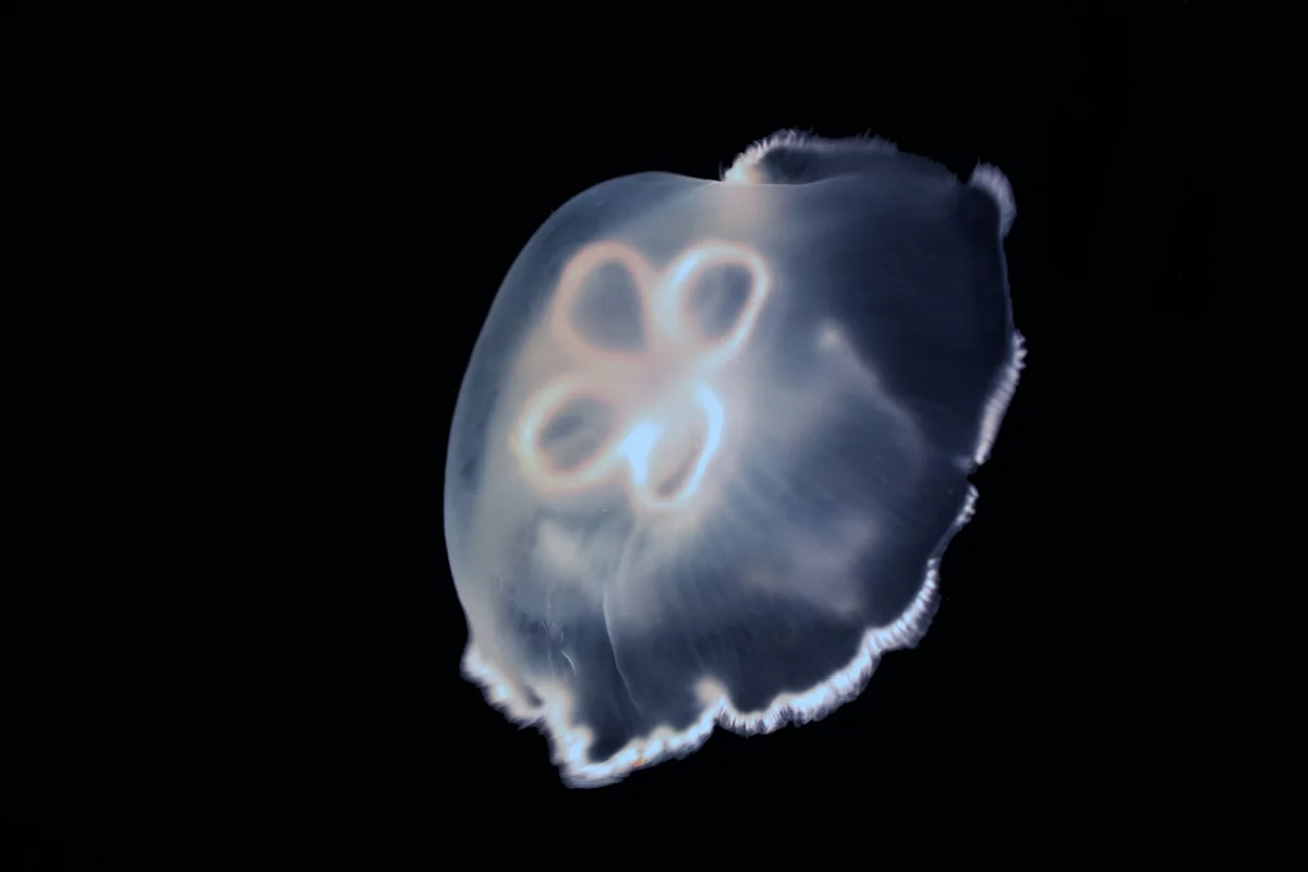 A jellyfish used in the propulsion experiments