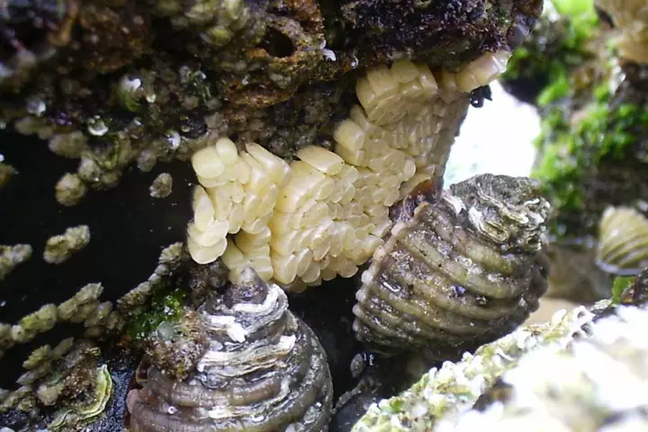 Using chemicals found in sea snail eggs, researchers at the University of Wollongong in Australia have created a compound that's very effective at killing multi-drug resistant cancer cells